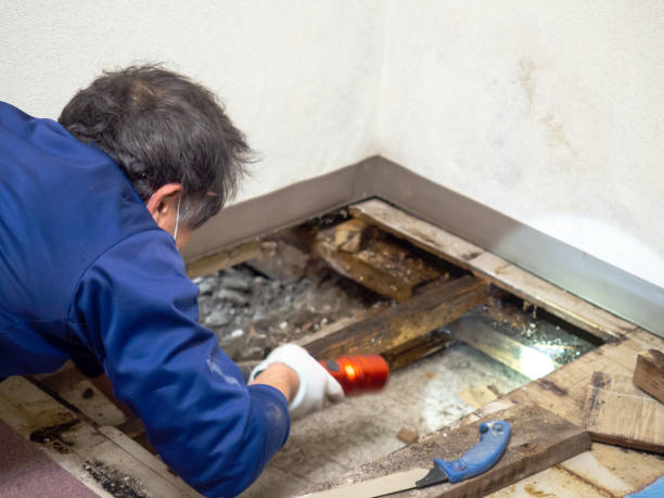 Best DIY Mold Remediation Support Services in Albany, TX