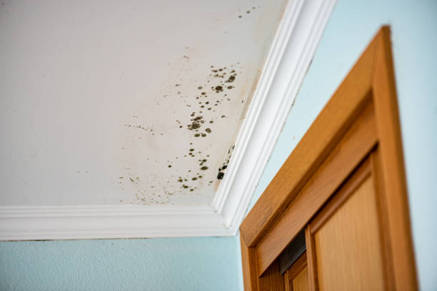 Best Insurance-Related Mold Remediation in Albany, TX