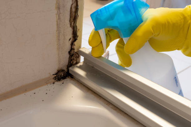 Best HVAC Mold Remediation in Albany, TX