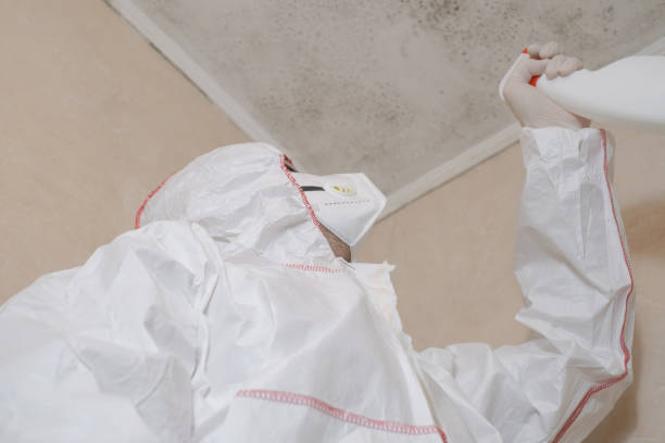 Best Localized Mold Remediation (e.g., coastal areas, humid climates) in Albany, TX