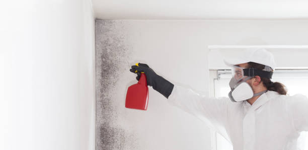 Best Attic Mold Remediation in Albany, TX