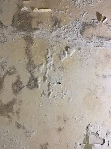 Best Residential Mold Remediation in Albany, TX