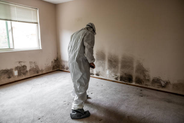 Best Mold Remediation for Specific Building Types in Albany, TX